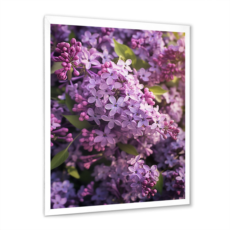 «Lilacs mauves», impression sur toile, Cadre photo blanc, H 40 po x l 30 po x P 1,5 po