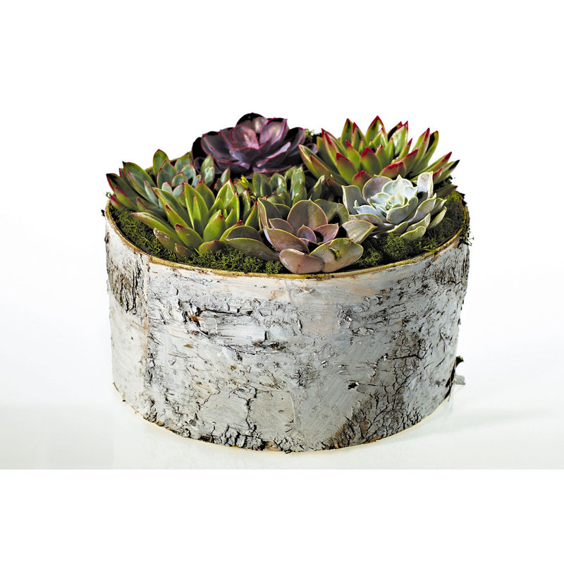 Britnie Handmade Wood Pot Planter, 6" H x 12" W x 12" D