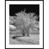 Infrared Trees In Wheat Field Giclee Print by Soicher Marin Archives