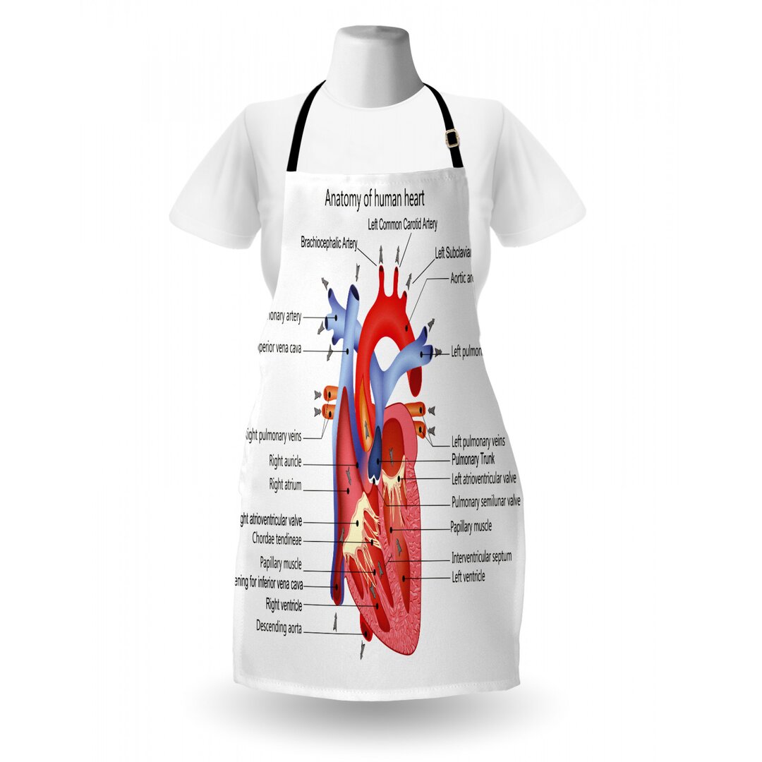 Kochschürze, Menschlicher Körper Organ, Lehrreich, Mehrfarbig