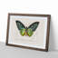 Green Birdwing Butterfly by Charles d' Orbigny - Picture Frame Painting Print-55575467-55575466