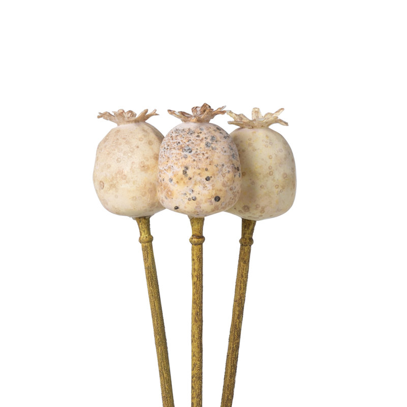 Poppy Pod Bundle, 3 Stems/Bundle
