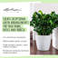 Classico Pot Planter-16493096-16493103