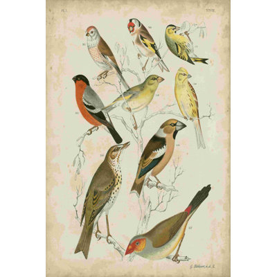 Rassemblement aviaire non embelli II