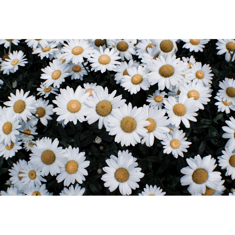 Hublersburg Daisies - Wrapped Canvas Print, 30cm H x 46cm W x 3.8cm D