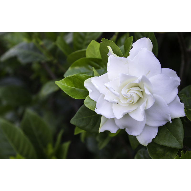 Ellyanah Gardenia Jasminoides - Imprimé, H 8 po x l 12 po