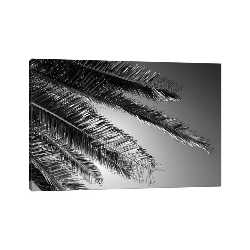 Palm by Philippe Hugonnard - Wrapped Canvas Print, 20.32 cm H x 30.48 cm W