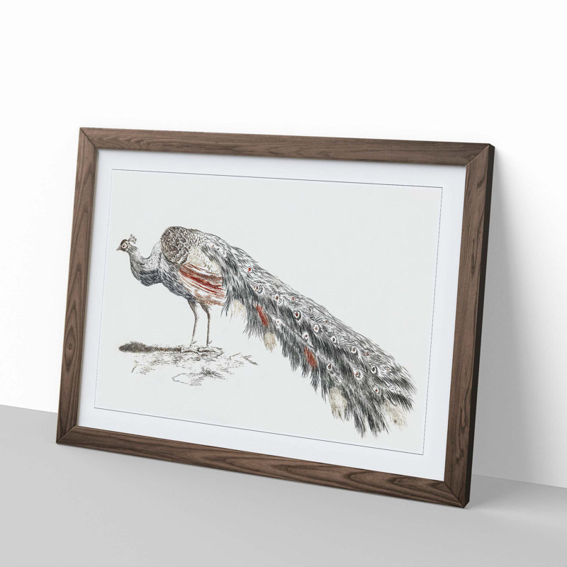 Illustration of a Peacock by Johan Teyler - Picture Frame Painting Print, 27cm H x 36cm W x 2cm D, Walnut Framed