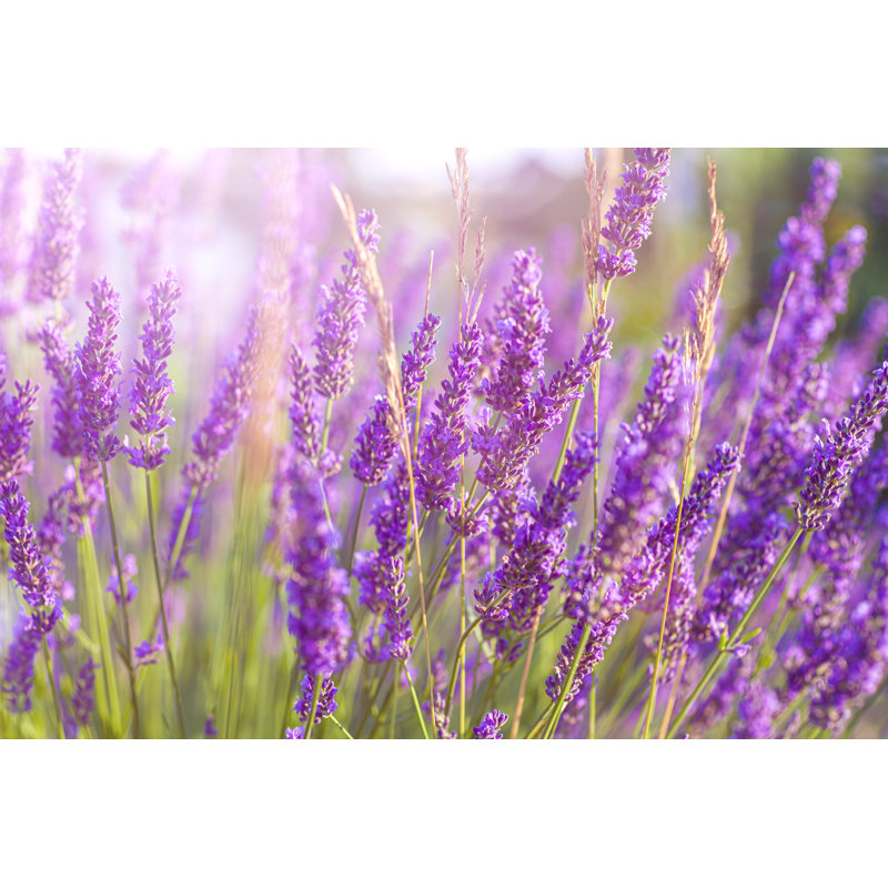 Lavender field, 20cm H x 30cm W