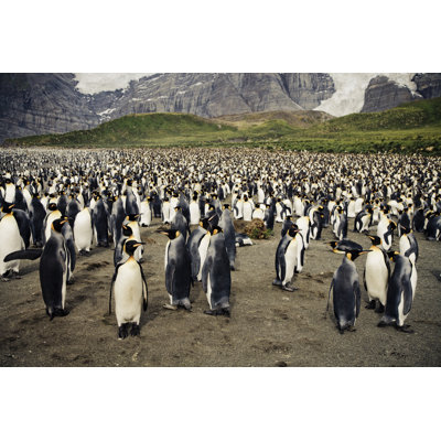 King Penguin Colony par Mlenny