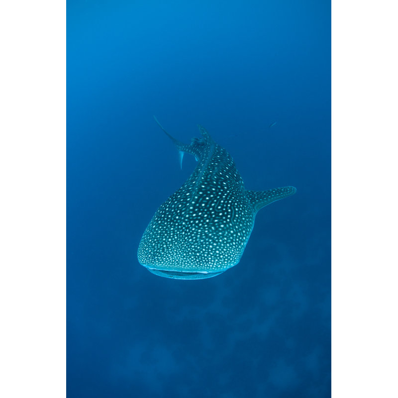 " Whale Shark Swimming " by Velvetfish, 20" W x 30" H