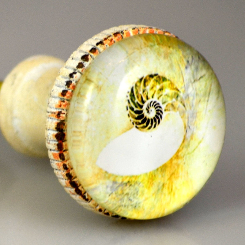 Poignée Shell Art - Nautilus (ensemble de 4)