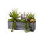 Plante grasse en pot