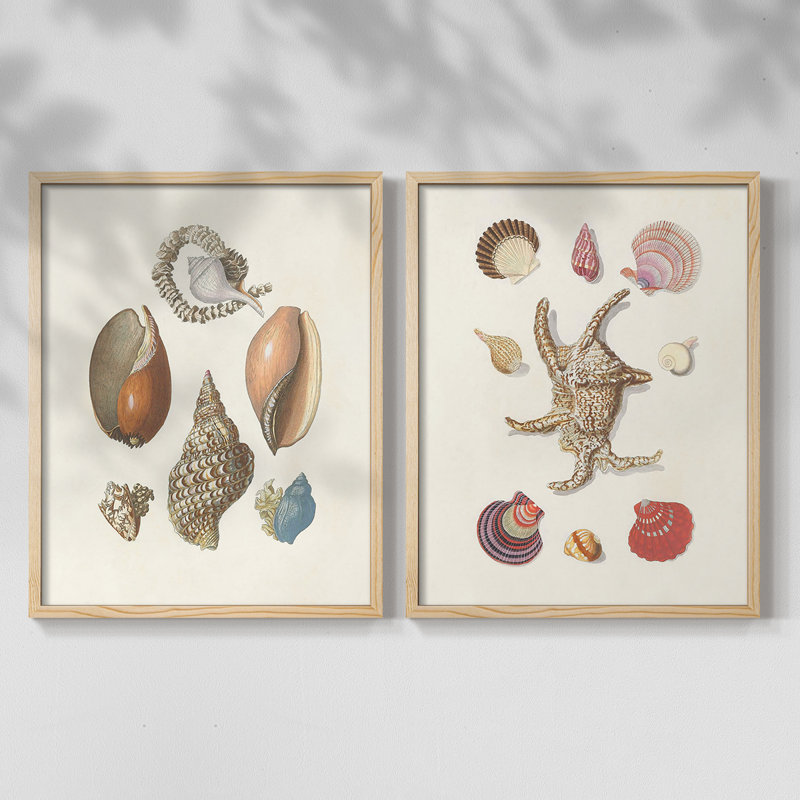Knorr Shells & Coral I-Premium, reproduction encadrée prête à accrocher - aucun clou requis - aucun clou requis