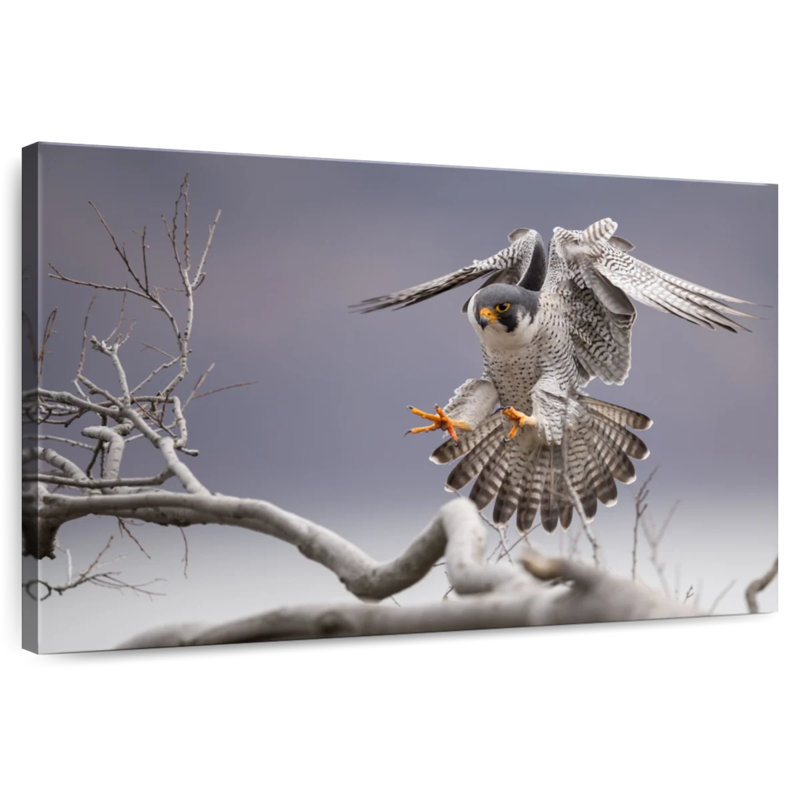 Peregrine Falcon, 20" H x 30" W