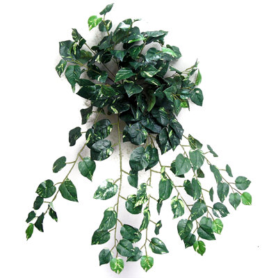Lierre plante suspendue