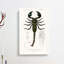 The Emperor Scorpion by Charles D' Orbigny - Wrapped Canvas Print-55359001