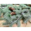 Couronne de pommes de pin 24 po