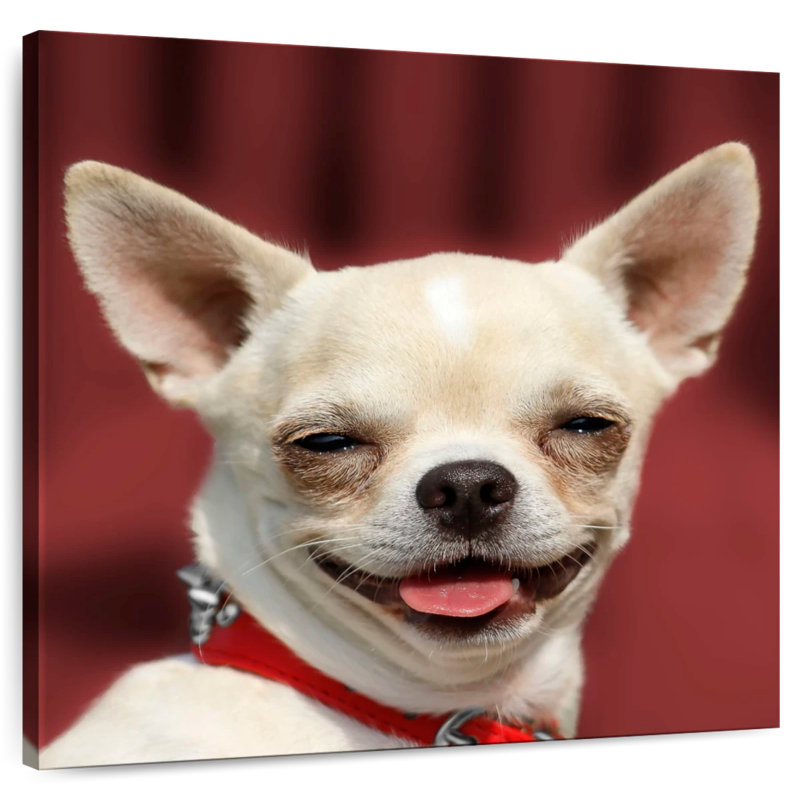 Chihuahua souriant Ketti, H 20 po x l 20 po