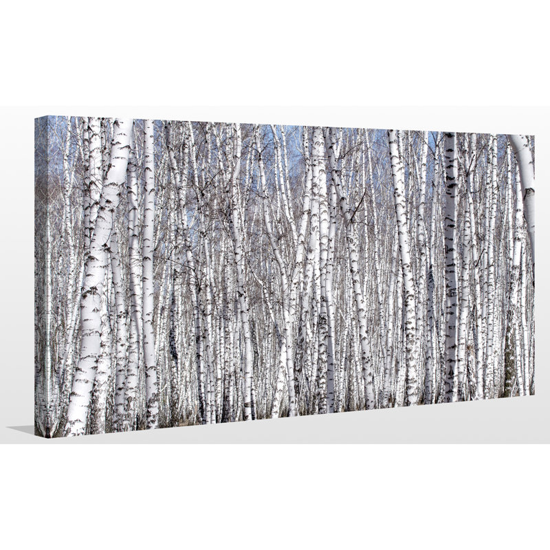 « birching environ 2 », reproduction de photo sur toile tendue, H 36 po x l 60 po x P 1,5 po