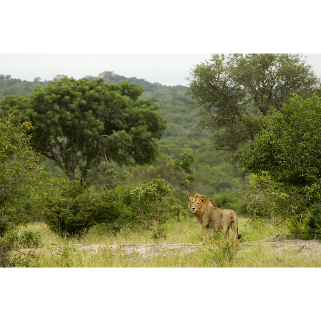 Lions Kingdom von LyleGregg - Druck auf Leinwand ohne Rahmen