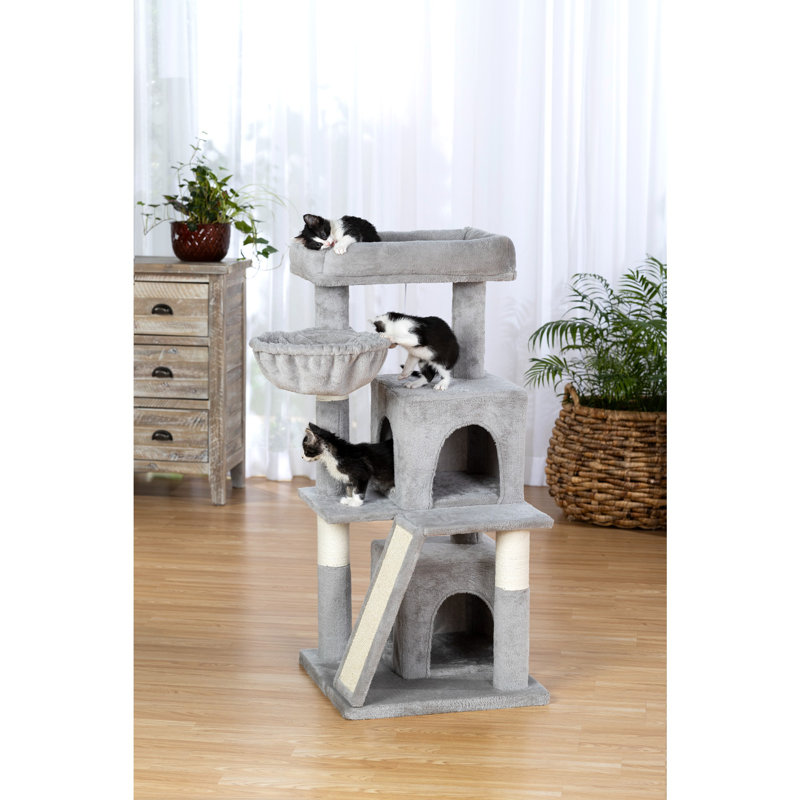  Chaton confortable