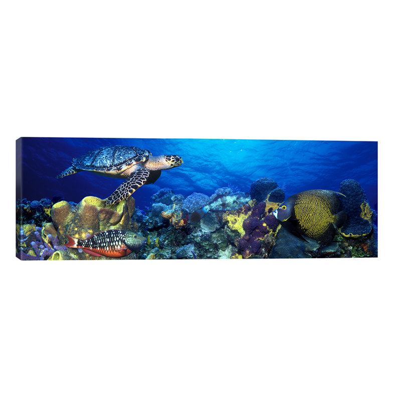 Hawksbill Turtle (eretmochelys Imbricata) And French Angelfish (pomacanthus Paru) With Stoplight Parrotfish (sparisoma Viride) - Wrapped Canvas Panoramic Print