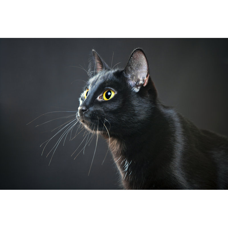 Portrait of a cat, 51cm H x 76cm W