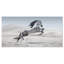 Photographie d'un cheval blanc au galop-35105343-35105340