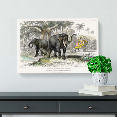 Asian Elephants by Oliver Goldsmith - Wrapped Canvas Painting