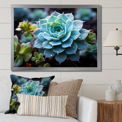 " Blue Succulent Serene Succulent "