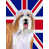 Bearded Collie (Brown & White)