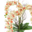 Arrangement moderne d'orchidées dans un pot rond en fibre de pierre-458349339