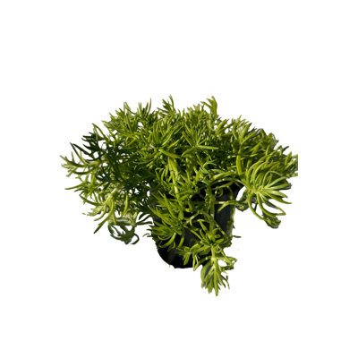 ANGUS GENE INC Live Bonsai Plant in Nursery Pot
