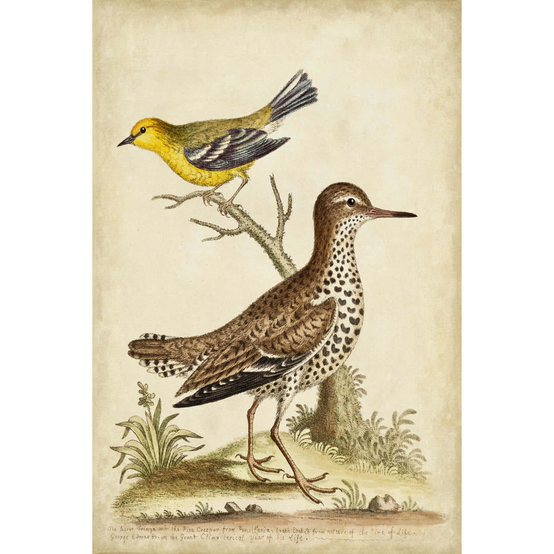 Leinwandbild Antique Bird Menagerie I von George Edwards