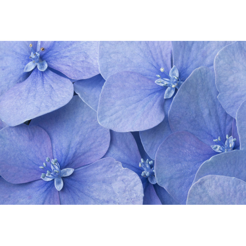 Fleurs d'hortensia bleues de Pequena par Claudia Cooper, H 12 po x l 18 po