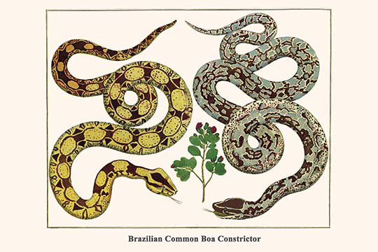 « brésilien common constrictr » par albertus seba, impression, H 28 po x l 42 po x P 1,5 po