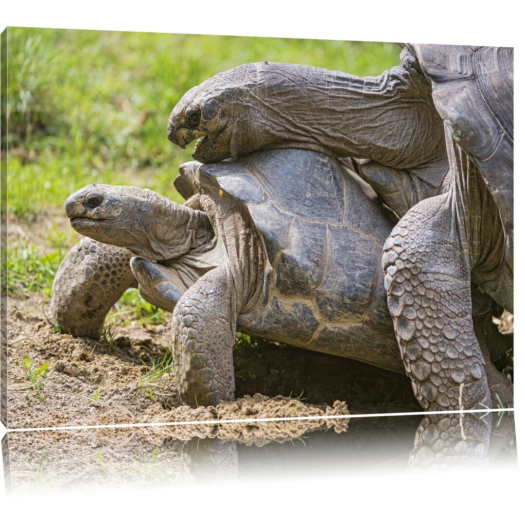 Leinwandbild Liebevolles Schildkrötenpaar