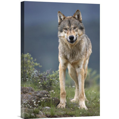 " Gray Wolf North America "