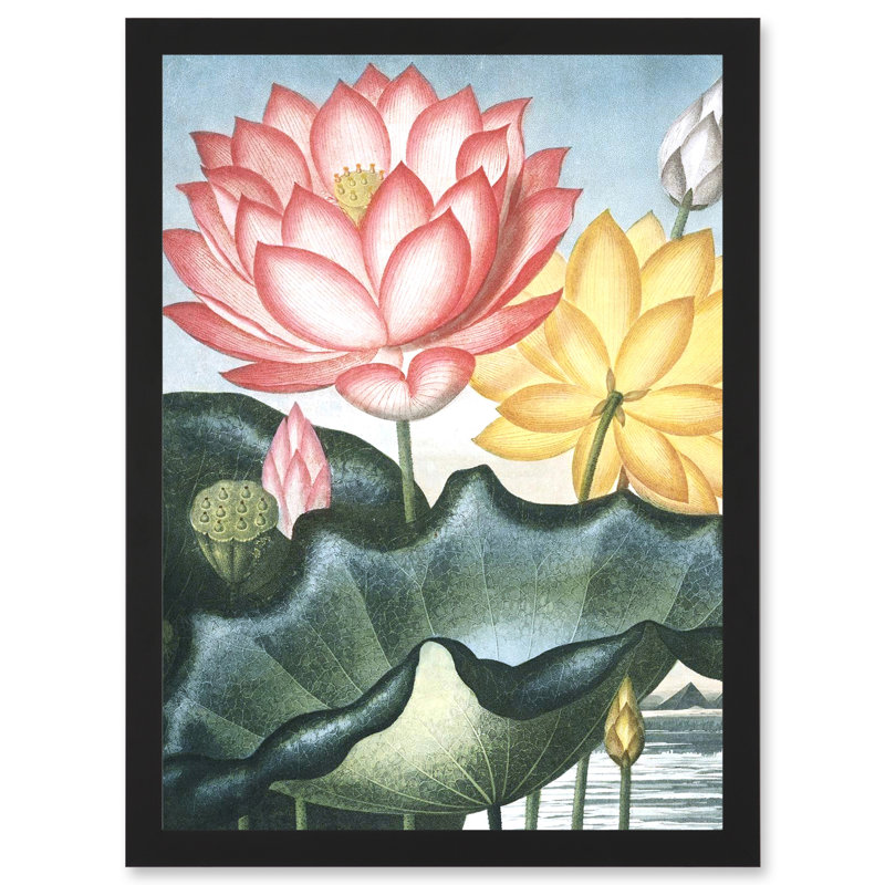 Flowers Lotus Sacred Egyptian Bean - Single Picture Frame Print