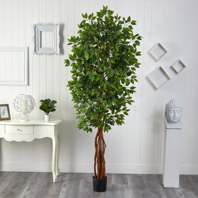Ficus Silk Tree