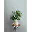 Papier peint agave bleu clair Agave-1850094042