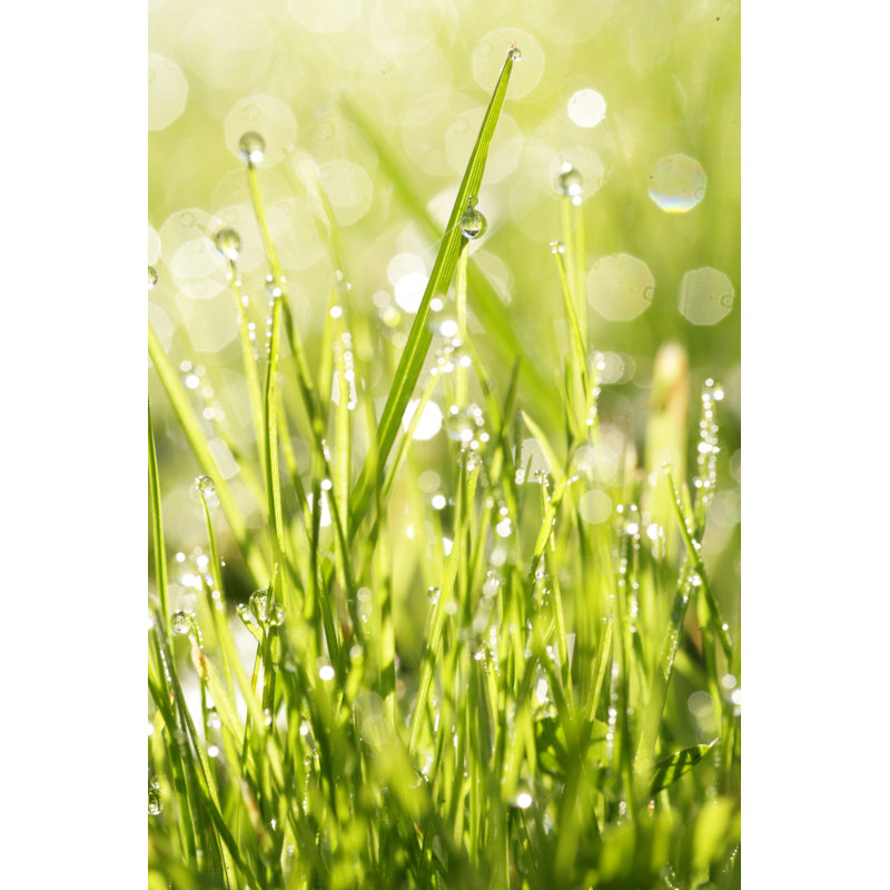 «Grass Fresh» par Snowflock - Photographie sur toile tendue, H 18 po x l 12 po