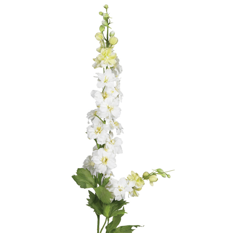 Tiges Delphinium