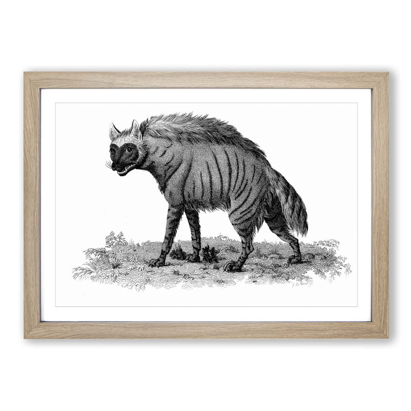 Striped Hyena in Black & White by George Shaw - Picture Frame Art Print on MDF, 27cm H x 36cm W x 2cm D, Oak Framed