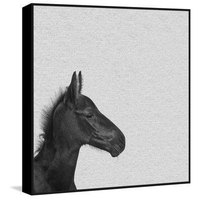 Black Horse IV by Marmomt Hill - Floater Frame Print on Canvas