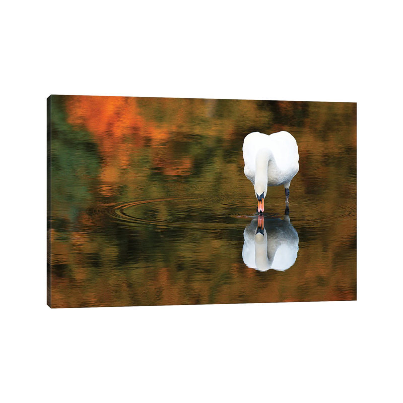 Reflected Swan II by David Gardiner - Wrapped Canvas Print, 45.72cm H x  66.04cm W