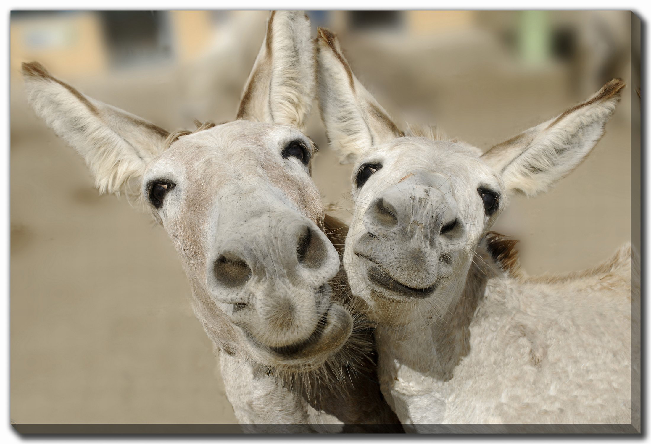 Gracie Oaks Cheeky Playful Donkey Duo Canvas Art | Wayfair
