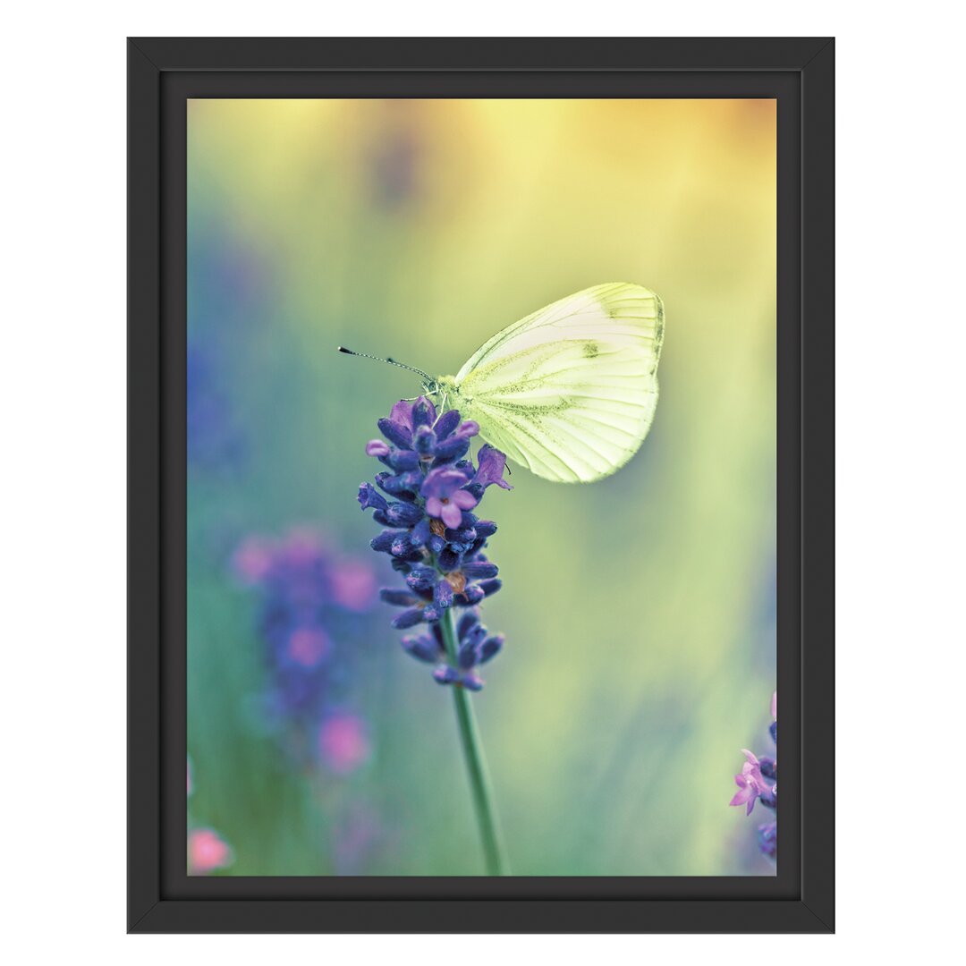 Gerahmtes Wandbild Schmetterling auf Lavendel