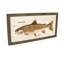 Trout Print-1906805424